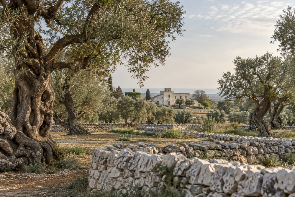 Illustrative Puglian olive grove and limestone masseria